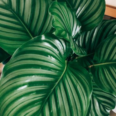 Devemos ter plantas dentro de casa ou não? 